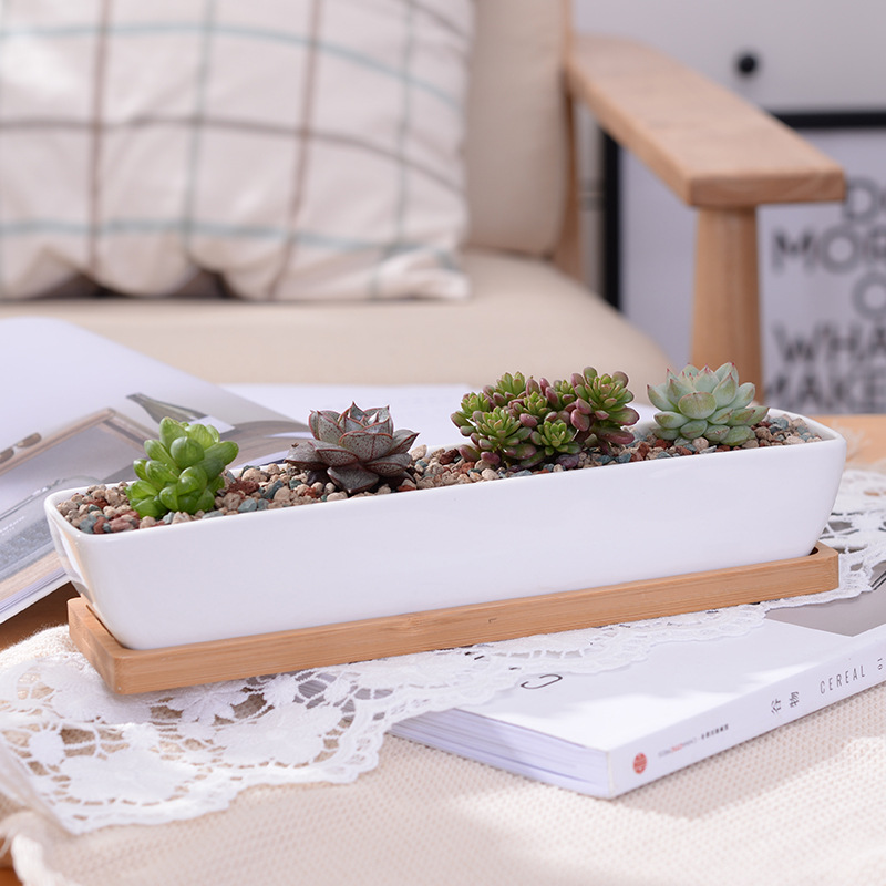 Cactus Mix Pot - Long Rectangle White Ceramic Succulent Planter