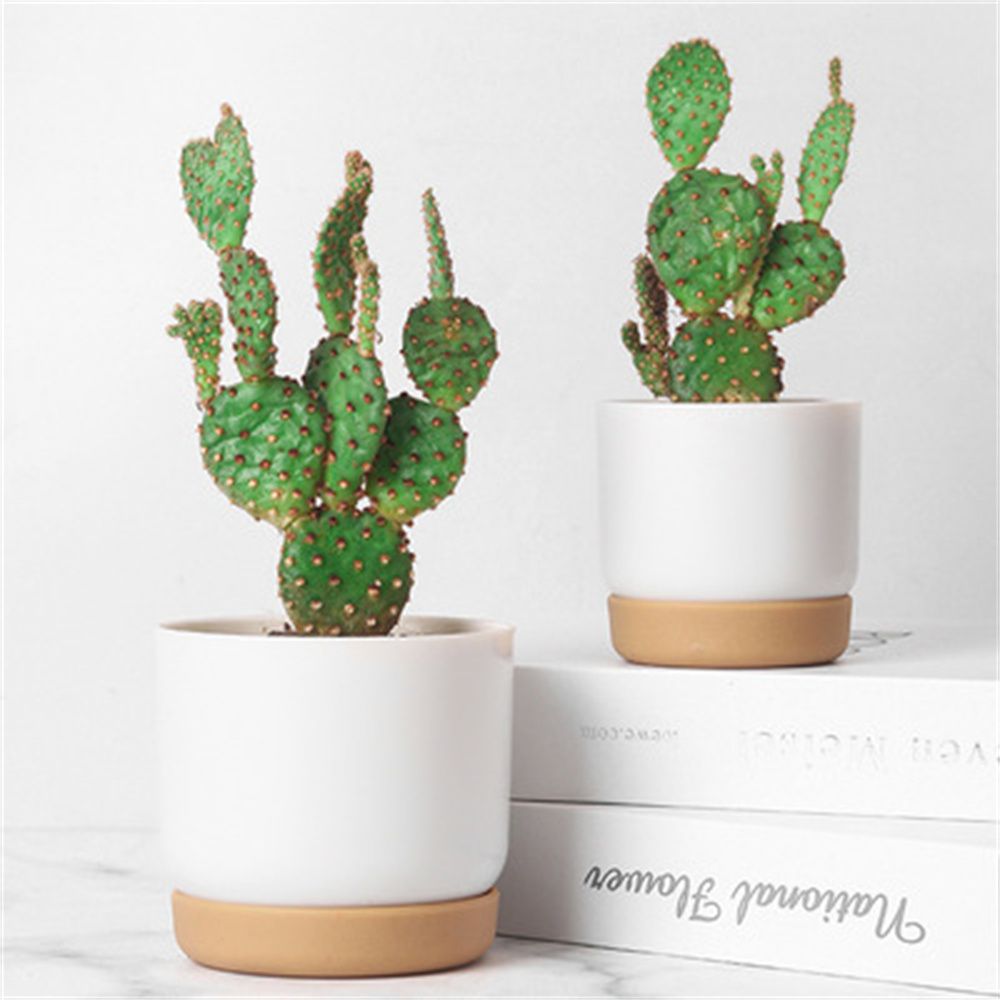 Round Cactus Succulent Plants  - Cactus Mix Pot ulasan dan harga