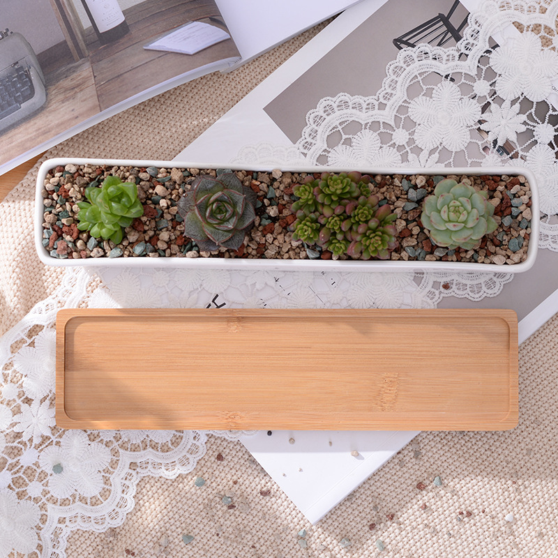 Long Rectangle White Ceramic S - Cactus Mix Pot ulasan dan harga