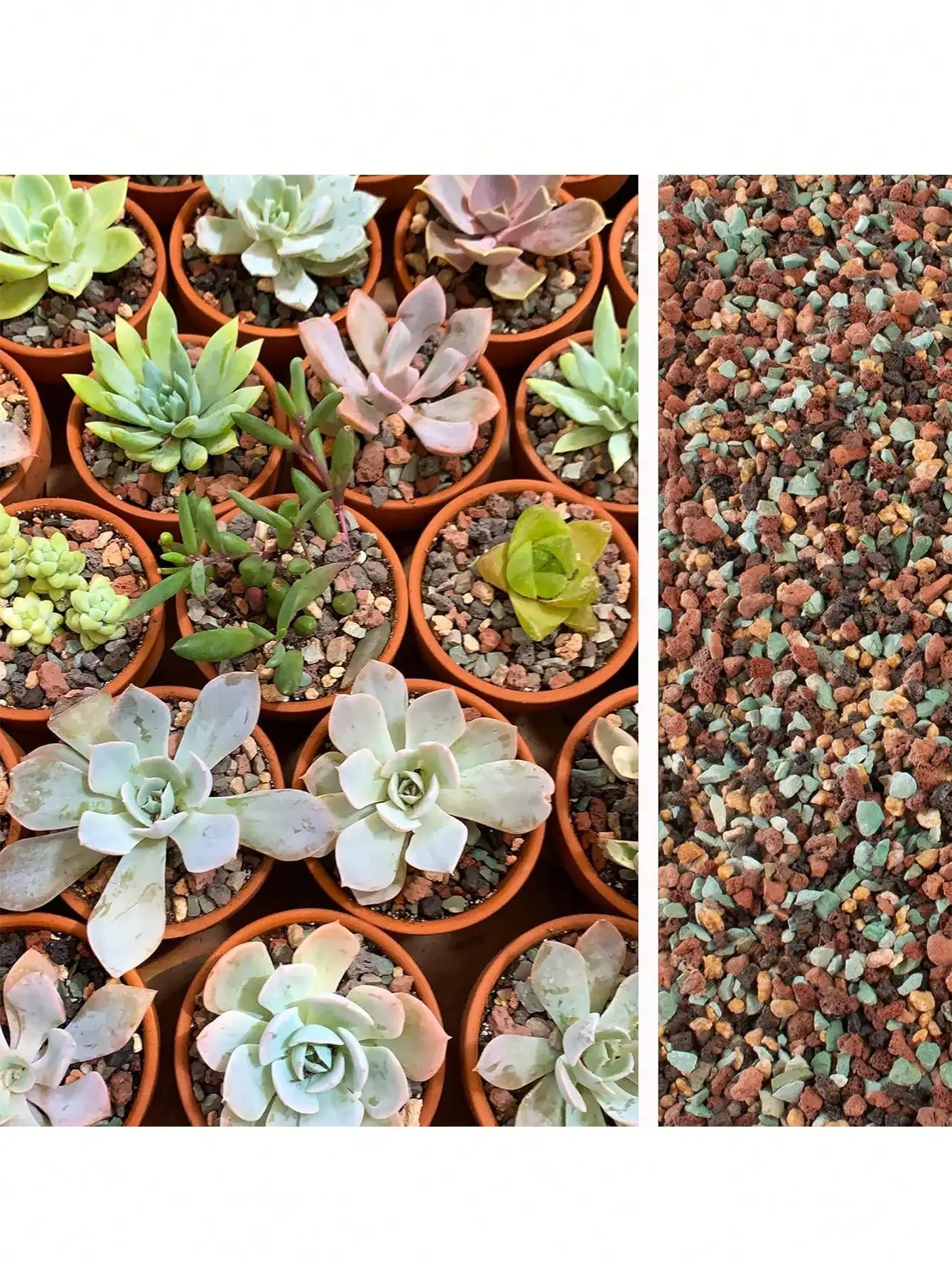 Mix Horticultural Lava Rock Pe - Cactus Mix Pot ulasan dan harga