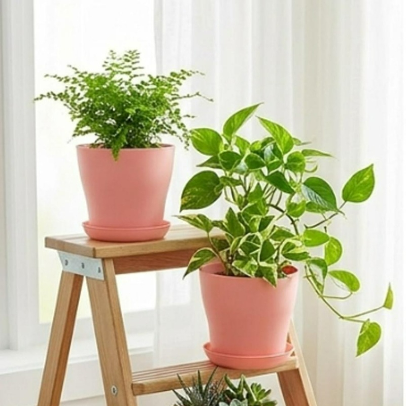 Plant Pot Set with Drainage Ho - Cactus Mix Pot ulasan dan harga