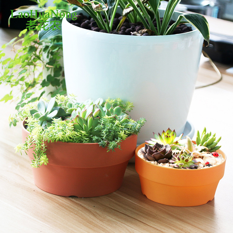 Round Plant Pot Tray with Drai - Cactus Mix Pot ulasan dan harga